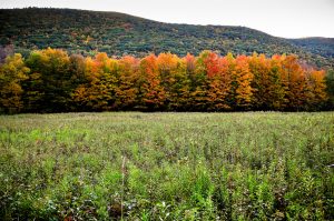 Massachusetts in the Fall | Balise Toyota