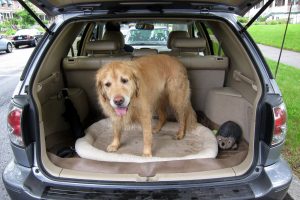 pet-proof-your-car